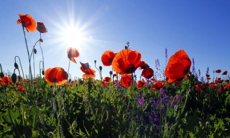 The Sun shining in a field of red flowers on a spring day.