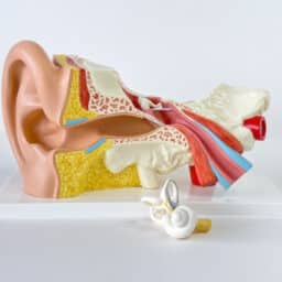 Model of the human ear and cochlea