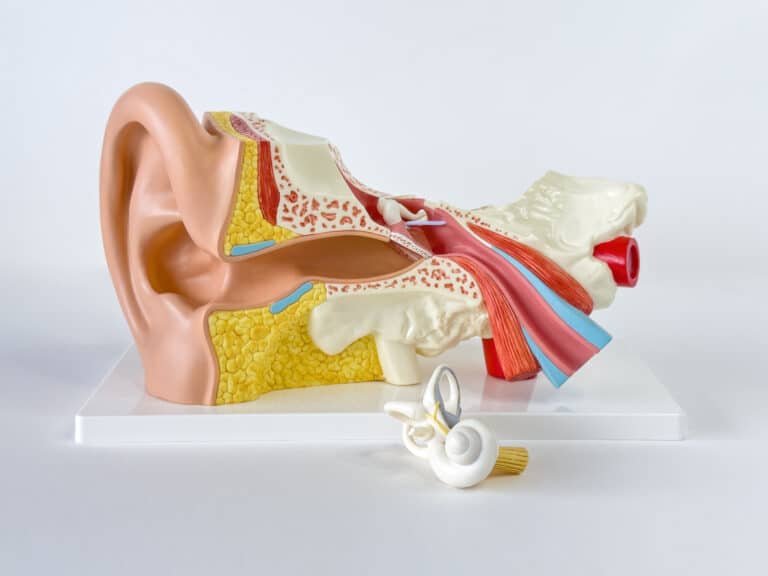 Model of the human ear and cochlea