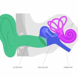 Outer, middle and inner ear illustration