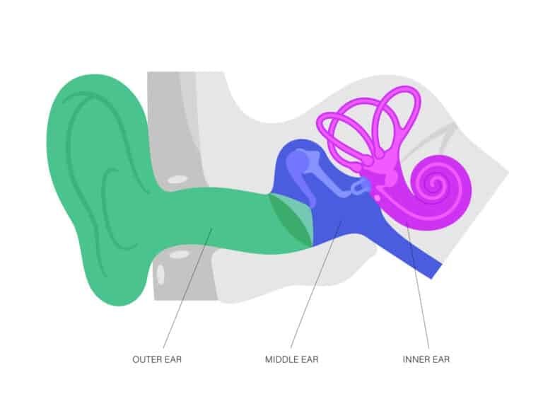 Outer, middle and inner ear illustration