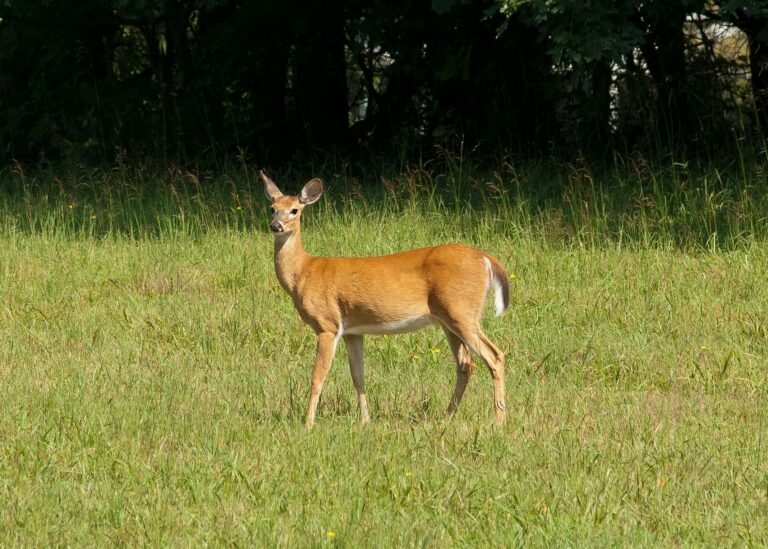 A deer grazes in a field