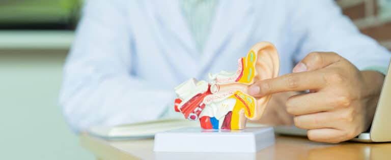 Audiologist points to a model of an ear Audiologist points to a model of an ear